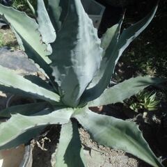 耐寒性アガベ　８０Φの大株　サルミアナ フェロックス 