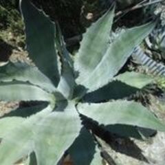 耐寒性アガベ　８０Φの大株　サルミアナ フェロックス 