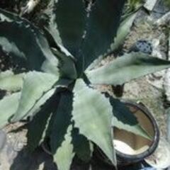 耐寒性アガベ　８０Φの大株　サルミアナ フェロックス 