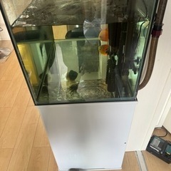 水槽生体全てセット！！値下げしましたー！
