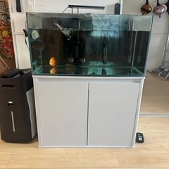 水槽生体全てセット！！値下げしましたー！
