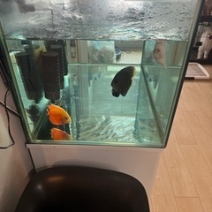 水槽生体全てセット！！値下げしましたー！

