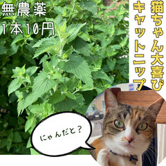 【猫大喜び】無農薬のキャットニップ1本10円でお譲りします。販売...