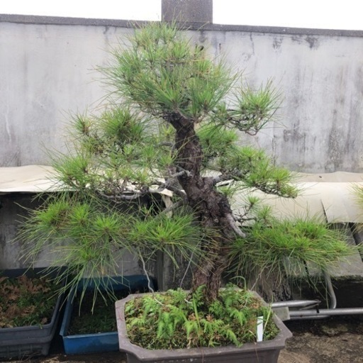 琉球松H