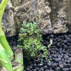 11月販売ベトナムコケガエル