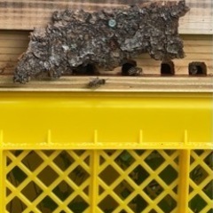 日本蜜蜂🐝自然入居群➕待ち箱🐝
