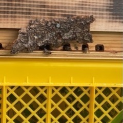 日本蜜蜂🐝自然入居群➕待ち箱🐝