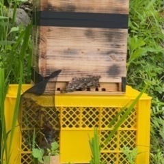 日本蜜蜂🐝自然入居群➕待ち箱🐝