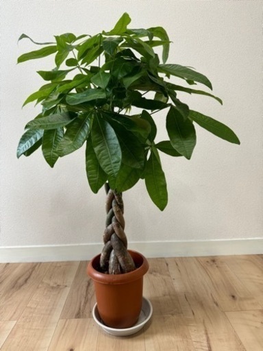 パキラ ねじり 7号 観葉植物