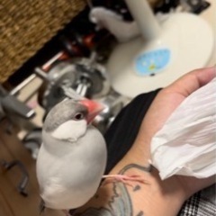 文鳥が逃げてしまいました