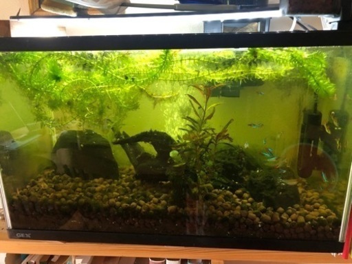 熱帯魚(水槽ごと)