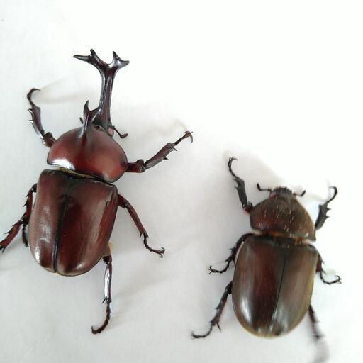 阿古谷カブトムシ　レッドボディピンクアイ　ペア
