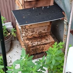 二ホンミツバチ分蜂群と養蜂用巣箱一式