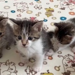 子猫　🐈　兄弟　姉妹　猫　3週くらい　🐈‍⬛