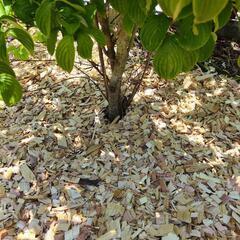 ガーデニング ウッドチップ 草抑え 庭 雑草