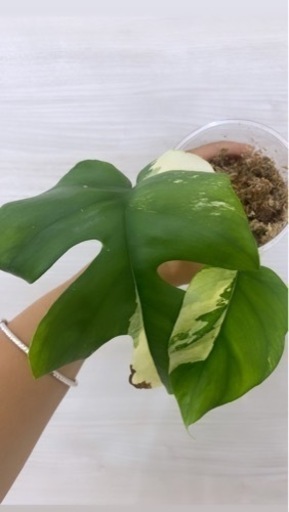 斑入りヒメノステラ ラフィドフォラ テトラスペルマ パラゴン植物\n
