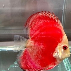 ディスカス　４匹