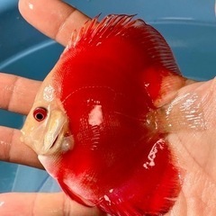 ディスカス　４匹