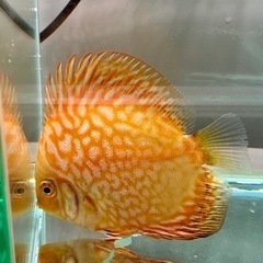 ディスカス　４匹