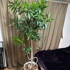 🌳観葉植物　ドラセナ ソング オブ ジャマイカ　XL 180cm...