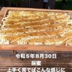 日本蜜蜂🐝自然入居群➕待ち箱🐝