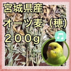 オーツ麦穂付き２００㌘国産　インコ、オウム、テグー、チンチラ、う...