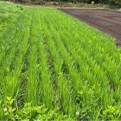 ニラ　野菜　農家直　無農薬　無選別　1kg（増やせます）