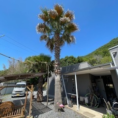 ワシントンヤシ　鉢のまま発送　実生株　ドライガーデン　シンボルツリー　アガベ ワシントンヤシ 鉢のまま発送 実生株 ドライガーデン シンボル