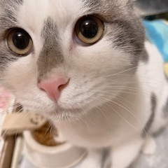 急募　推定1歳のオス　猫ちゃん