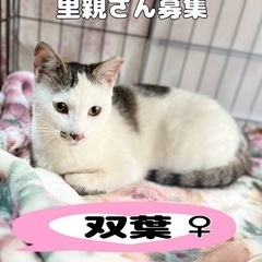 可愛いメス猫　双葉ちゃん