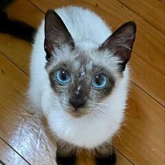 ブルーの瞳がきれいな子猫です