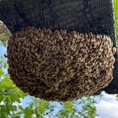 ニホンミツバチの群れお譲りします 2024 すぐにお渡しできます