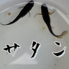 サタン　めだか　稚魚5匹