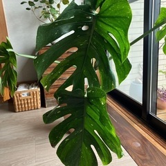 お話し中】大株 斑入りモンステラ