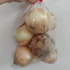 (佐賀県産)新玉ねぎ　8個(お釣りあります)