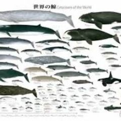 科博の鯨ポスター