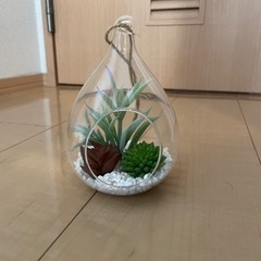 ニトリ観葉植物