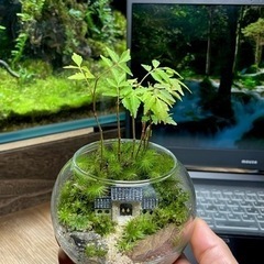 四天王寺で苔テラリウムの展示販売❗