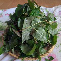 和のハーブ🌿ドクダミの葉でお茶作りたい方へ