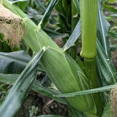 とうもろこし🌽直売＆もぎ取り体験もあり(⁠^⁠^⁠)