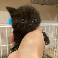 委託投稿　登米市佐沼、５月５日頃生まれの保護猫　トライアル…