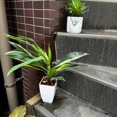 造花、フェイクグリーン、観葉植物