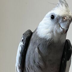 オカメインコ　生後10ヶ月　雌雄判別済み