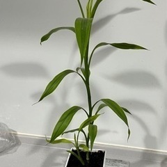 ドラセナ　　観葉植物