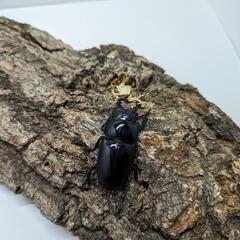 パラワンオオヒラタクワガタ　ペア