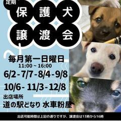 保護犬譲渡会開催6月2日