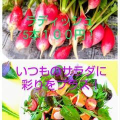 新鮮・美味しい‼️ラディッシュ🥗5個入100円✨