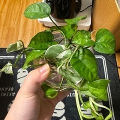 観葉植物　ポトス　抜き苗