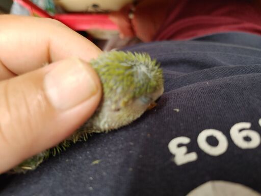 【飼い主さん決定しました】コザクラインコ雛　一人餌トレーニング中　環境省認証