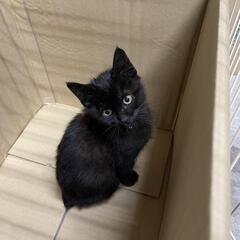 生後２ヶ月黒猫の子猫